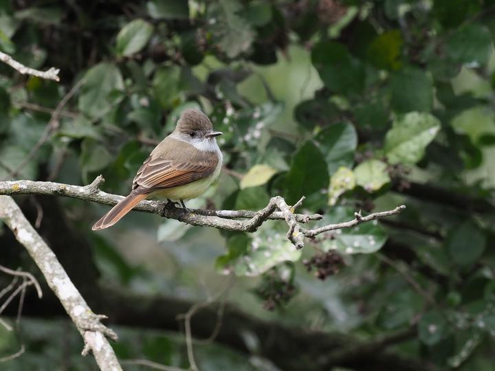 Dusky-capped Flycatcher