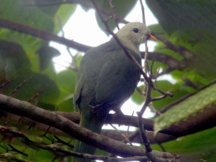 Banggai Fruit Dove