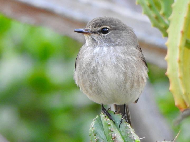 African Dusky Flycatcher