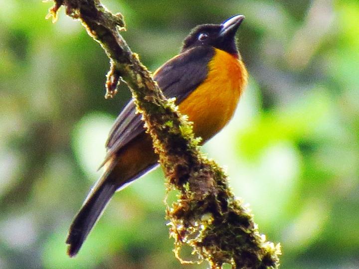 Fulvous Shrike-Tanager