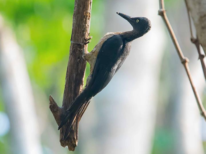 Ashy Woodpecker