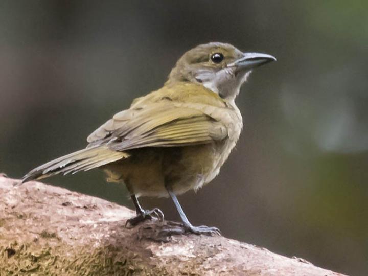 Fulvous-crested Tanager