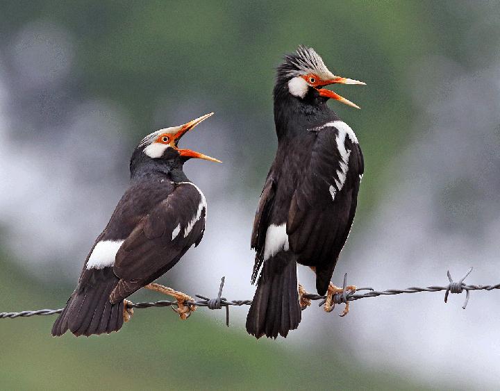 Siamese Pied Myna