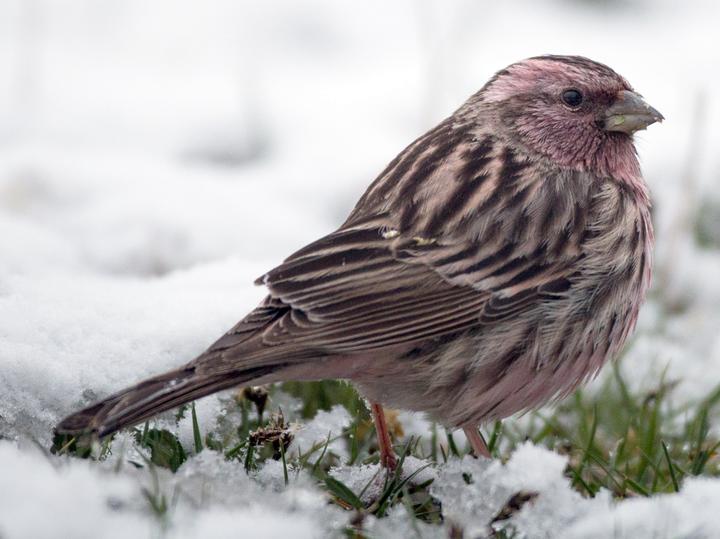 Pink-rumped Rosefinch