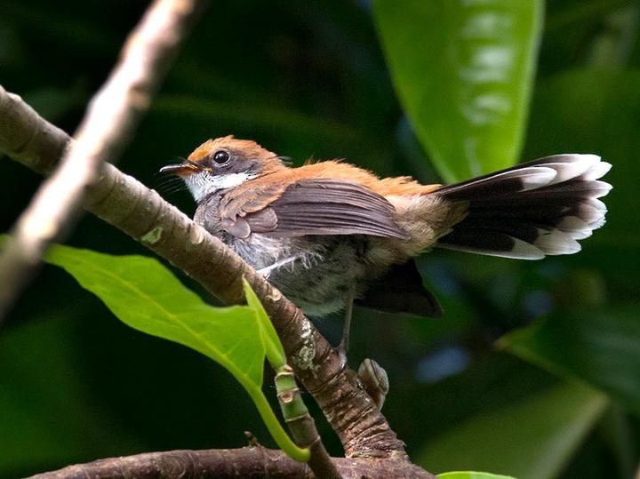 Manus Fantail
