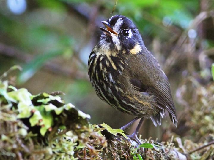 Crescent-faced Antpitta