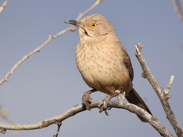 Bendire's Thrasher