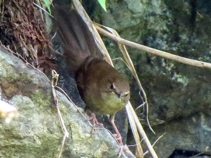 Benguet Bush Warbler