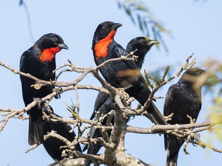 Scarlet-throated Tanager