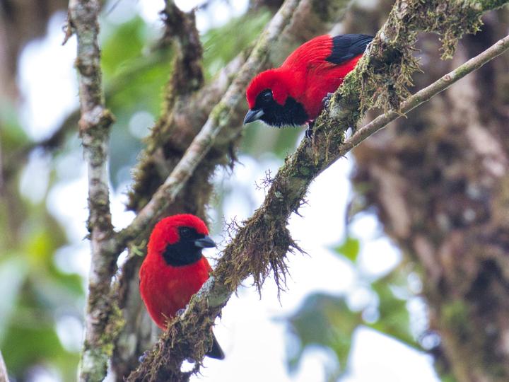 Vermilion Tanager
