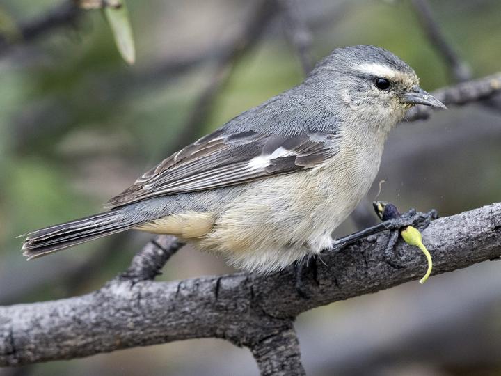 Cinereous Conebill