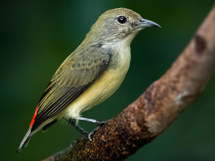 Scarlet-backed Flowerpecker