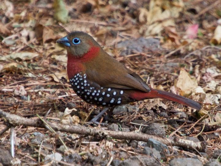 Red-throated Twinspot