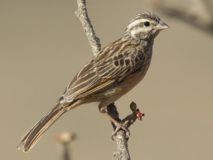 Cinnamon-breasted Bunting