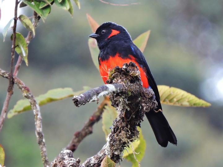 Scarlet-bellied Mountain Tanager