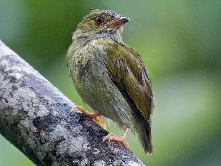 Fiery-capped Manakin