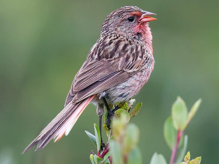 Przevalski's Finch