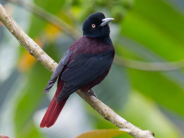 Maroon Oriole