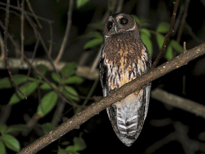 Mottled Owl