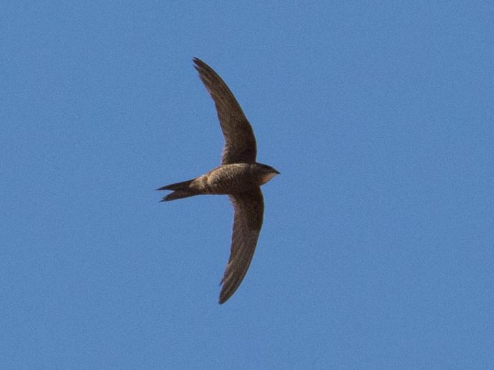 Mottled Swift