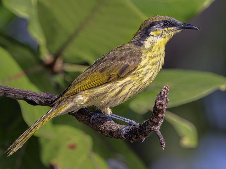 Varied Honeyeater
