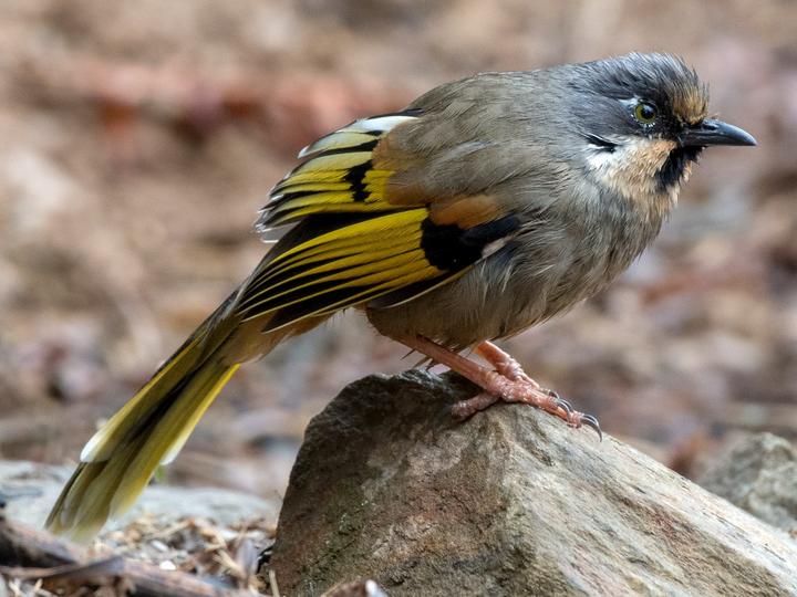 Variegated Laughingthrush