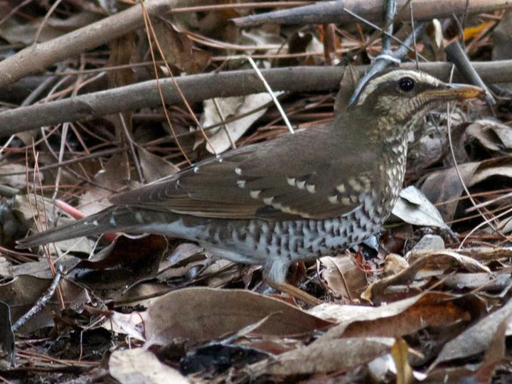 Pied Thrush