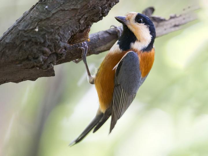 Varied Tit