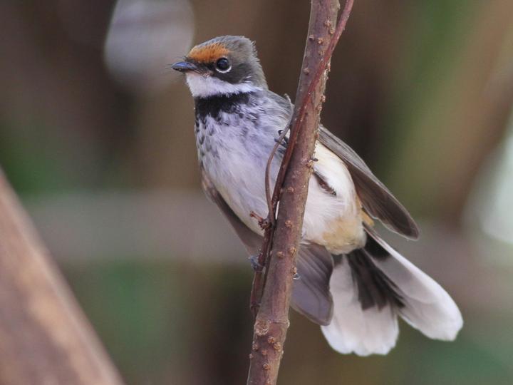 Arafura Fantail