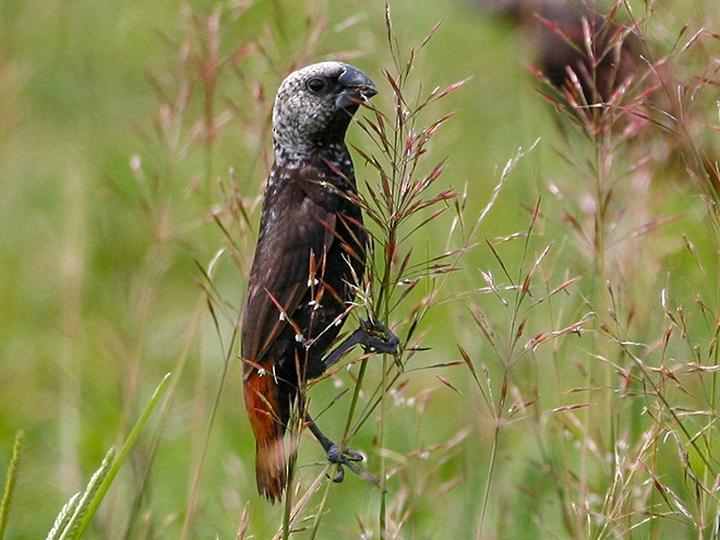 Mottled Mannikin