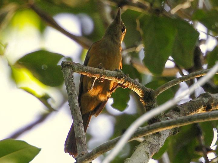 Northern Variable Pitohui