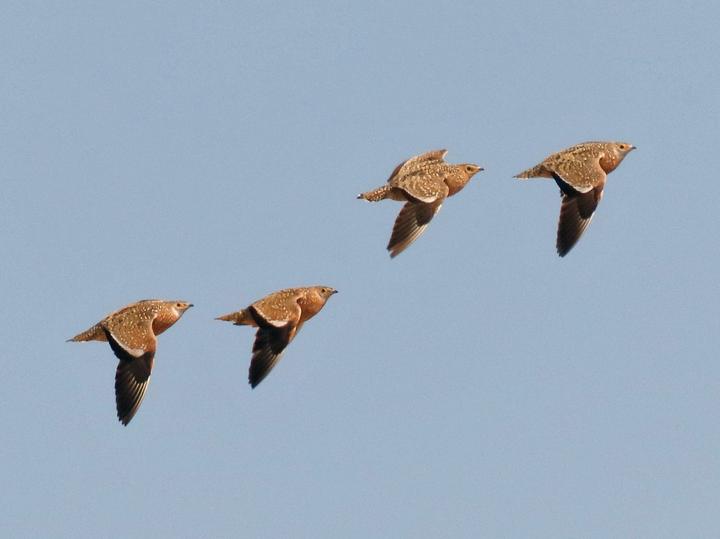 Burchell's Sandgrouse