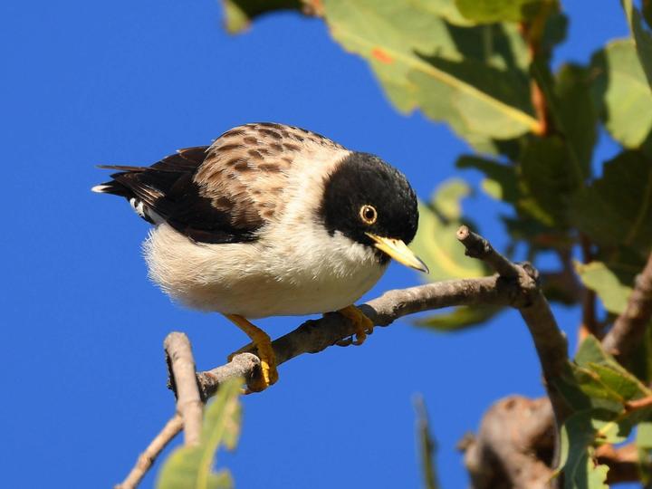 Varied Sittella