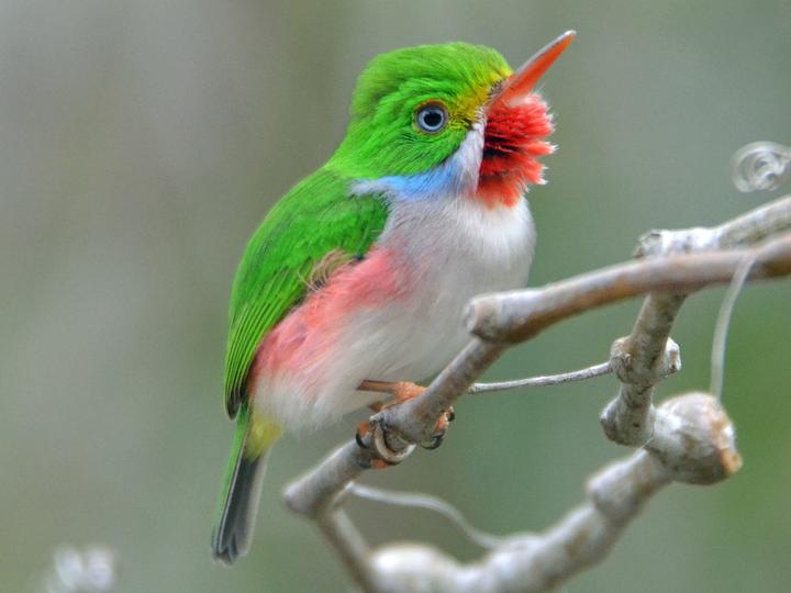 Cuban Tody