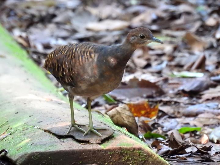 Variegated Tinamou