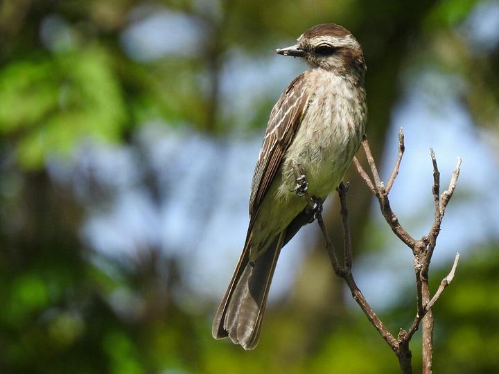 Variegated Flycatcher