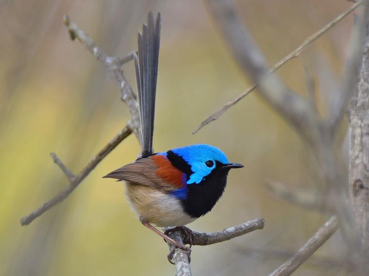 Variegated Fairywren