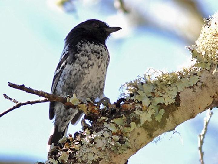 Variable Antshrike