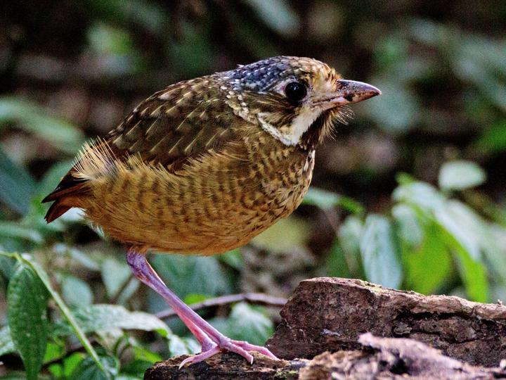 Variegated Antpitta