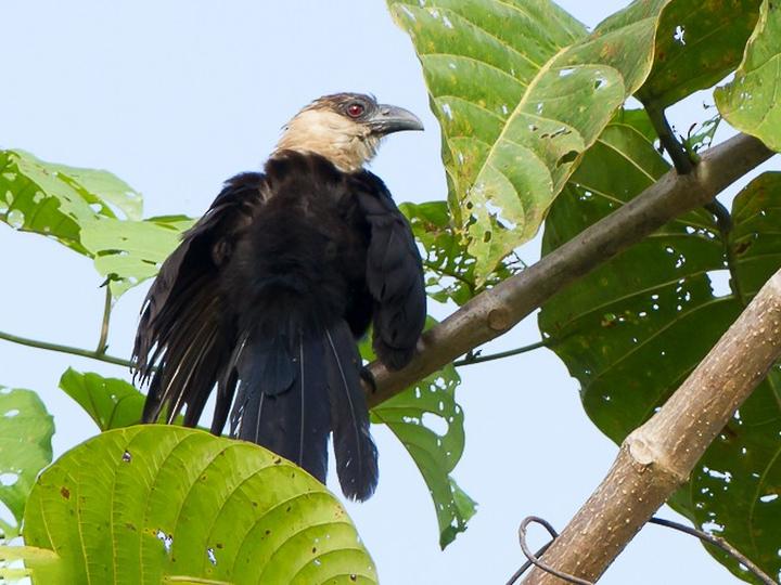 White-necked Coucal