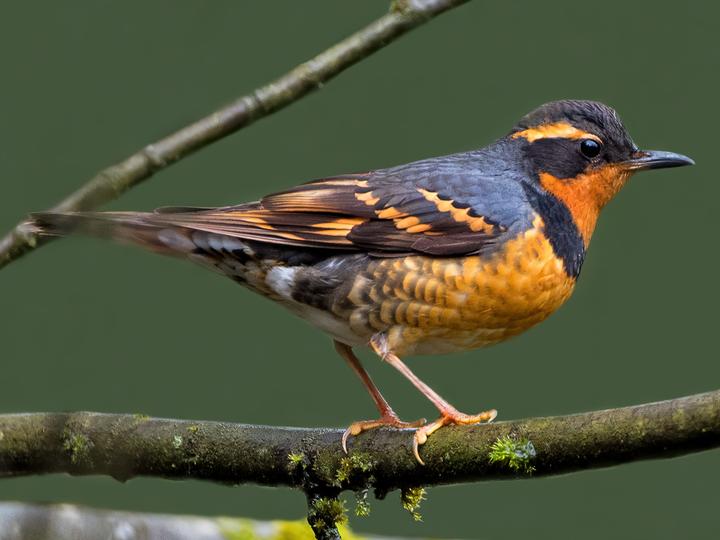 Varied Thrush