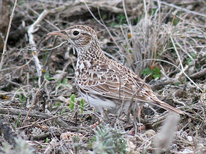 Dupont's Lark
