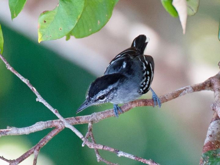 Dugand's Antwren