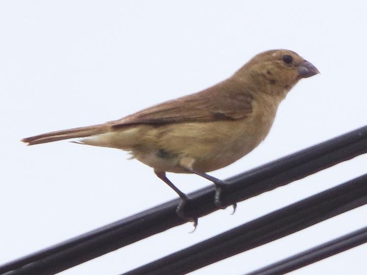 Dubois's Seedeater