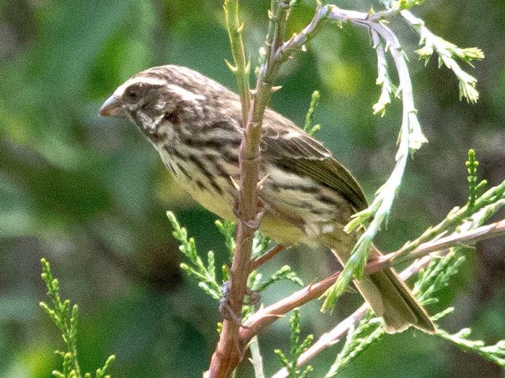 Streaky Seedeater