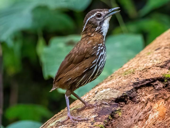Striated Wren-Babbler