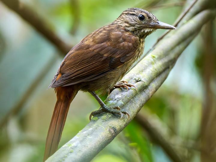 Eastern Woodhaunter