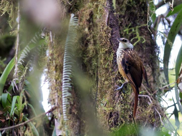 Streaked Tuftedcheek