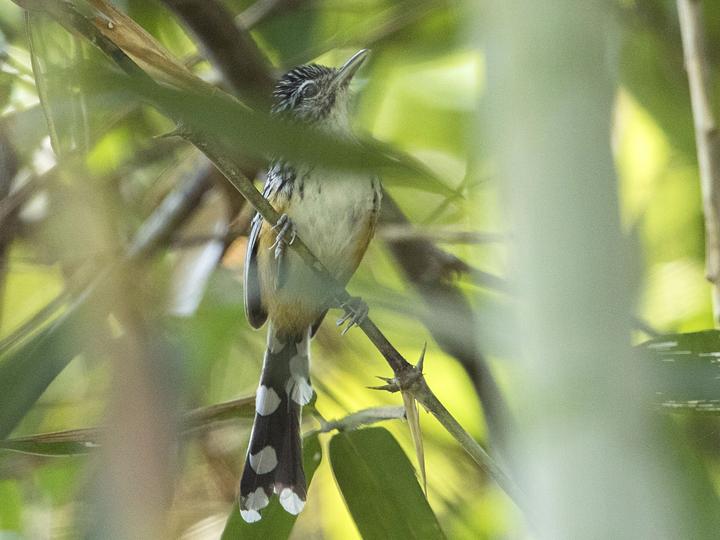 Striated Antbird