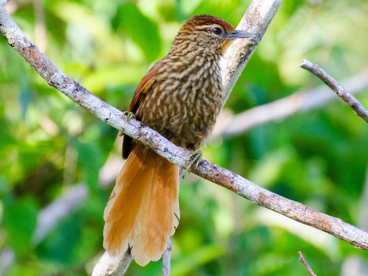 Striated Softtail